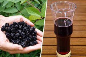 AKO STE LJUBITELJ KUPINA: Ovako možete napraviti zdrav i ukusan sirup