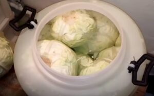 Kako pripremiti savršen kiseli kupus? Pogledajte ovaj VIDEO i sve će vam biti jasno!